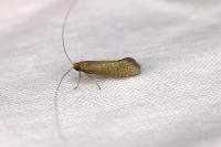 Nematopogon adansoniella