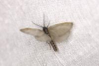 Rebelia plumella surientella