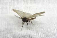 Rebelia plumella surientella