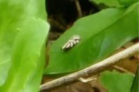 Orophia denisella