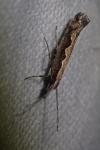 Plutella xylostella