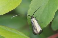 Adela reaumurella