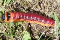 Cossus cossus
