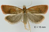 Celypha rosaceana