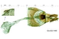 Celypha rosaceana