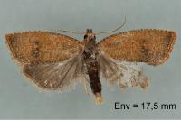 Celypha rosaceana