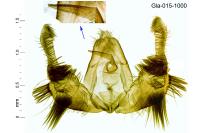 Celypha rosaceana