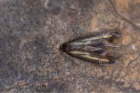 Ochromolopis ictella