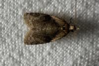 Capua vulgana