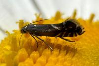 Glyphipterix simpliciella