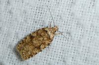 Agonopterix ferocella