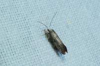 Paraswammerdamia nebulella
