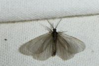 Rebelia plumella surientella