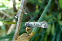 Epermenia pontificella