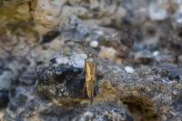 Ochromolopis ictella