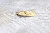 Cochylimorpha straminea