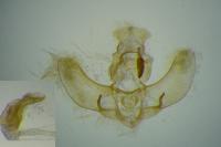 Agonopterix ivinskisi