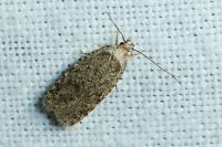 Agonopterix ivinskisi
