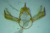 Blastobasis phycidella