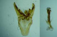 Nematopogon swammerdamella