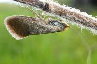 Nematopogon adansoniella