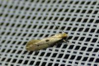 Tinea trinotella