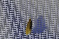 Nematopogon