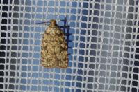 Agonopterix ferocella