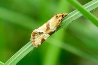 Aethes hartmanniana