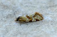 Aethes hartmanniana