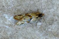 Aethes hartmanniana