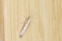 Plutella xylostella