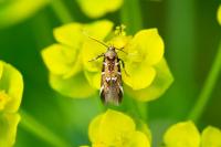 Pancalia leuwenhoekella