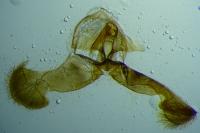 Dichrorampha plumbana