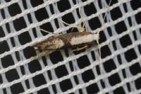 Argyresthia spinosella