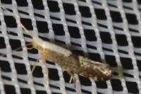 Argyresthia spinosella