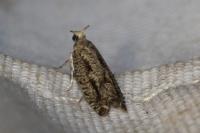 Epinotia granitana