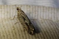 Epinotia granitana