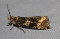 Celypha lacunana