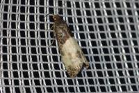 Notocelia cynosbatella
