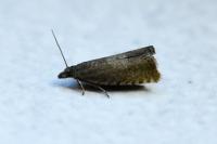 Dichrorampha