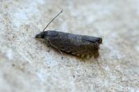 Dichrorampha