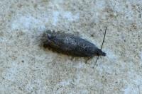 Dichrorampha