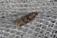 Cnephasia