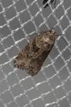 Cnephasia