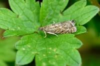 Dichrorampha