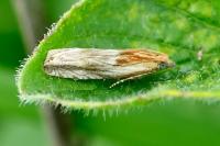 Eucosma