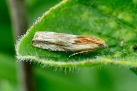 Eucosma