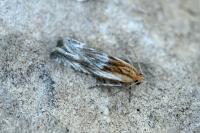 Eucosma