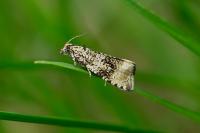 Celypha lacunana